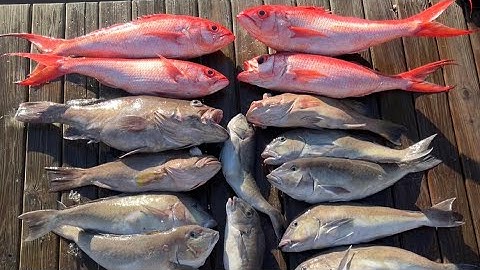 Queen snapper deep drop pulley ridge