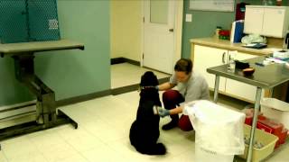Adoption Lifecycle Video - Wright Way Rescue