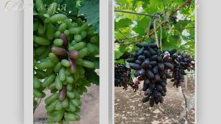 Супер сорта винограда из Индии (Super Varieties from India)