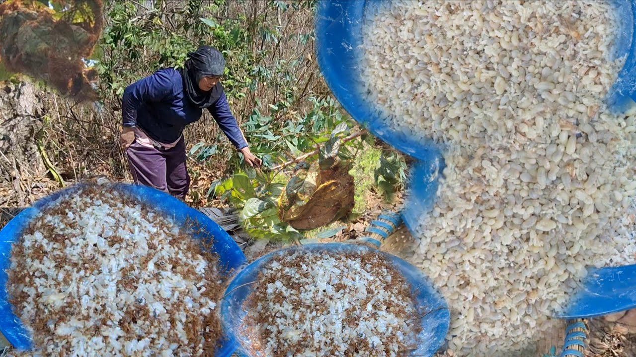 ป๊าดด!!แหย่ไข่มดแดงไข่ต่งๆหมานได้อยู่ได้กิน