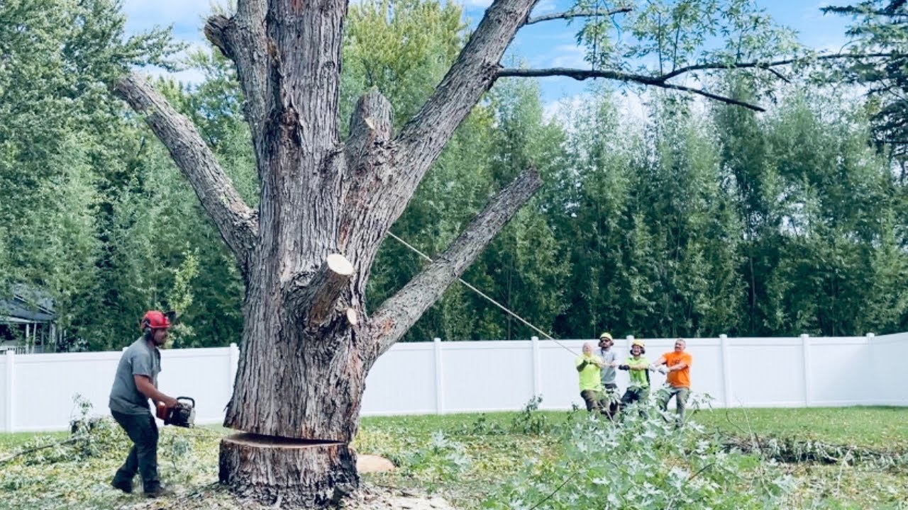 We Felt This One Drop - Bringing Down a BIG Maple - Finishing the Crane ...