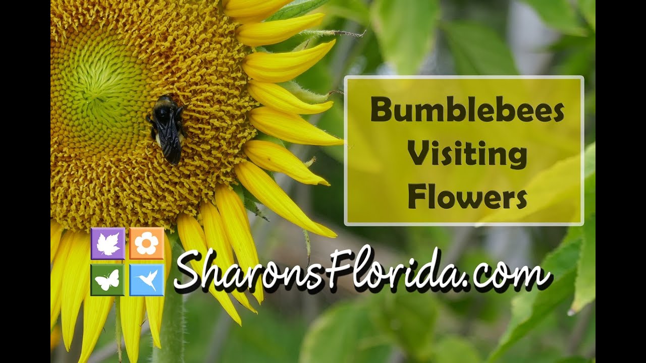 Bumblebees Visiting Flowers