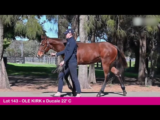 Lot 143 - Ole Kirk (AUS) x Ducale (AUS)-2023 Gold Coast National Weanling Sale