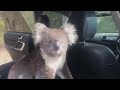 Australia koala sneaks into car to cool off in AC