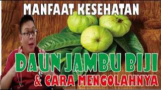 YOU SHOULD KNOW THE BENEFITS OF GUAVA LEAVES AND HOW TO PROCESS THEM