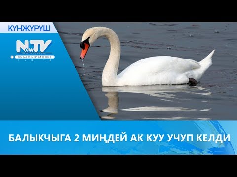 Video: Балыкчыга эмне берүү керек