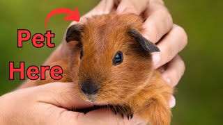 These are the Spots Where Guinea Pigs Like to be Petted! These are the Spots Where Guinea Pigs Like to be Petted!