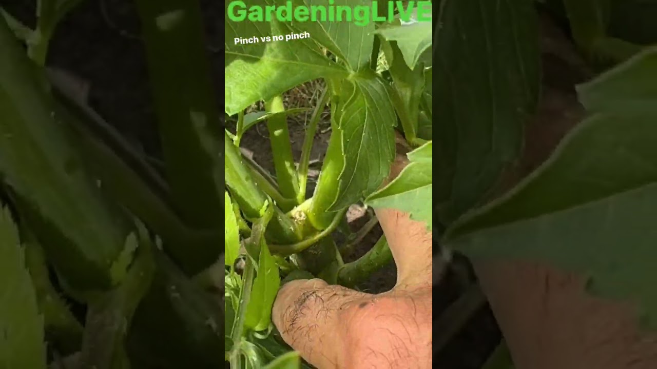 Dahlias: Pinch vs. No Pinch