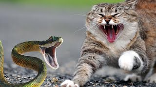 Kucing vs ular (sampai salting)