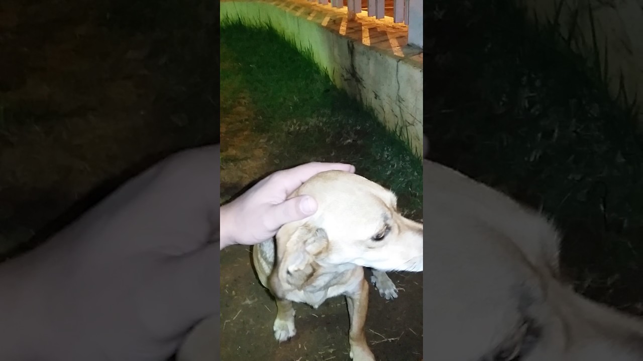 O dono sofreu um acidente e o cachorro veio acompanhando a ambulância até o Hospital defensa y justicia