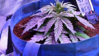 S1:E2 Gorilla Glue & Incredible Bulk Autoflower Cannabis grow