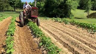 140 Farmall Cultivating Beans