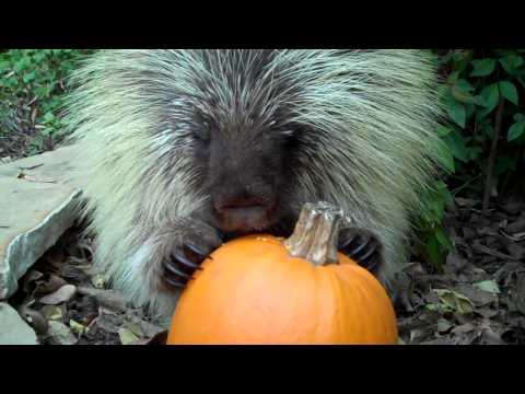 teddy-bear,-the-talking-porcupine,-likes-pumpkin,-too!