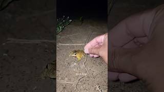 Catch big frogs funny | Try don't laugh | wepwep catching frogs make you laugh #shortsviral