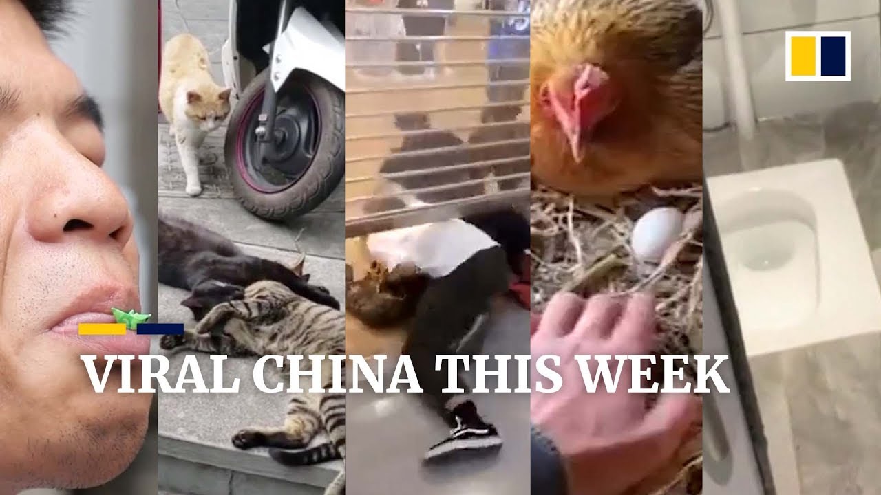 Viral China this week: 'cheating' cat takes social media by storm, and more