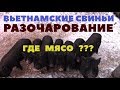 Вьетнамские свиньи - разочарование