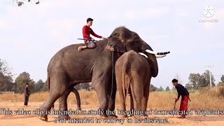 ต้นอ้อ คิดถึง…พี่ภูทราย จะเป็นอย่างไร⁉Breeding of Elephants