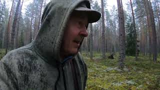 По Скандинавии в сторону Выборга очень много Боровиков #лето #грибы #красота