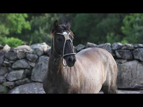 Lote 24 - Soledad de Mis Recuerdos da Pamacajú