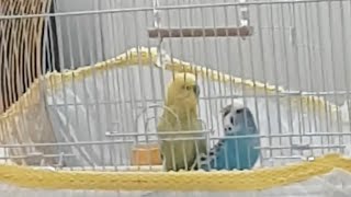 Mavişle Paşanın Hamam Kavgası 😂🤩 Adile Naşit Kapışma Çirkef Sıçramış🤣
