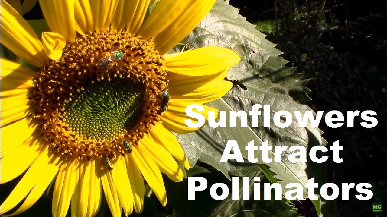 Pollinators Sunflowers are Great at Attracting Them to the Garden