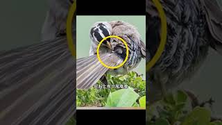 鸭子为什么会一动不动淋雨呢？！ #趣聞 #大陸 #动物科普