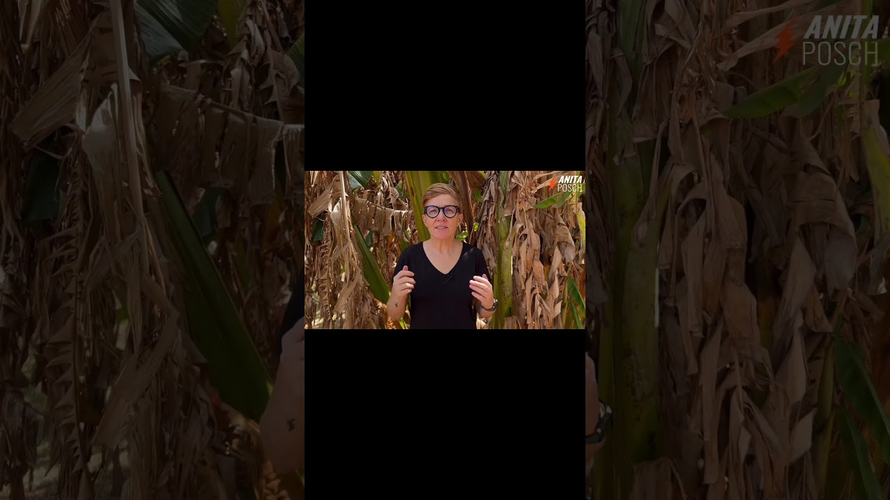 Knut Svanholm supports Anita Posch's work - Here's why