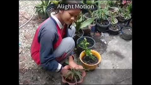 Tugas Informatika membuat VLOG Kelas IX, kelompok Duma, Desca, Diah Sekar