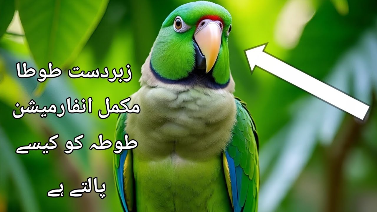 Green Raw Parrot | Amazing parrot | Complete Information | IRfanKhan Birds Information