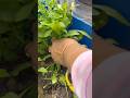 Fresh Spinach harvest at terrace garden🏡🍀🫶🏻 #stressrelief #gardening #garden #relaxing