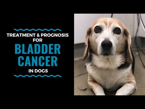 Video: Canine Bladder Cancer - Ganap Na Vetted