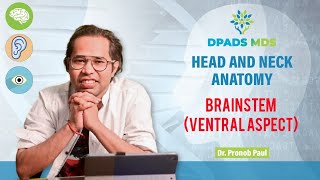 Brain Stem Ventral Aspect Interpeduncular Fossa Neuroanatomy