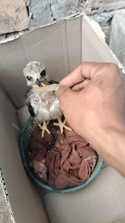 Alap alap Doesn't want to eat What should I do #alapalap #falcon #youtubeshorts #shorts