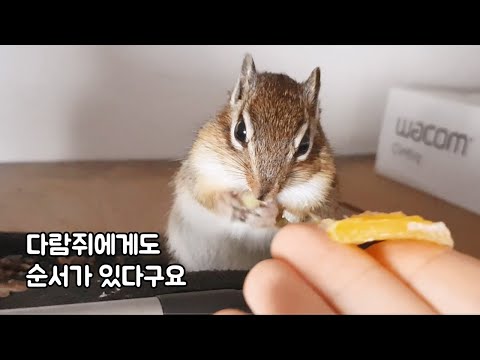 다람쥐에게도 순서가 있다구요