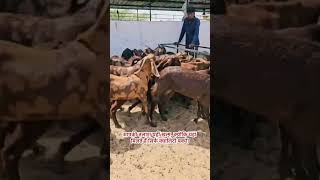 Bakron ka shopping mall #rooftop #goat #farming #farm #bakrid #mela Bakron ka shopping mall #rooftop #goat #farming #farm #bakrid #mela