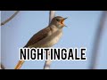 Sikatan Londo Nightingale Masteran Paling Indah Untuk Murai Batu Mp3 - Mp4 Download