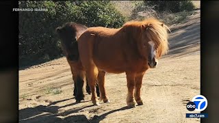 Inland Empire Man Heartbroken After His 2 Ponies Are Shot And Killed