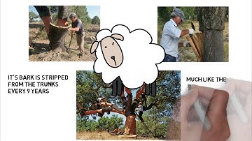 ThermaCork Explains "What is Carbon Negative?"