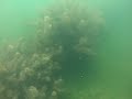 Heimstettener See unter Wasser 10