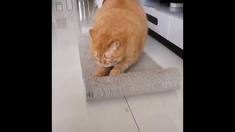 Pet Toy Cat Scratching Board Corrugated Paper Cat Toy Scratcher Multi-Style Cat Scratch Pad Claw Gri