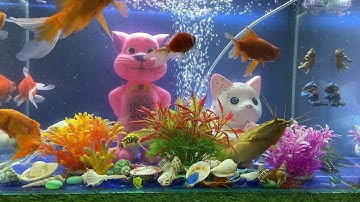 Tổng Hợp Video Động Vật Đầy Màu Sắc,Hoa,Cây,Cá Da Trơn,Cá Koi,Cá Cắt Kéo,Cá Cánh Buồm,Cá Lóc Bông