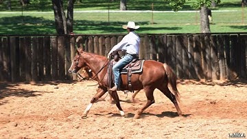 Dox Dual Badger (REYS DUAL BADGER X DOX KING BECKY 095)   *SOLD*