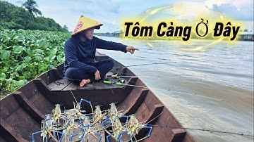 Săn Tôm Càng Giao Cho Khách " Kỹ Thuật Câu Tôm Con Nước Ươn " | Cơm Quê Nhà 192# 