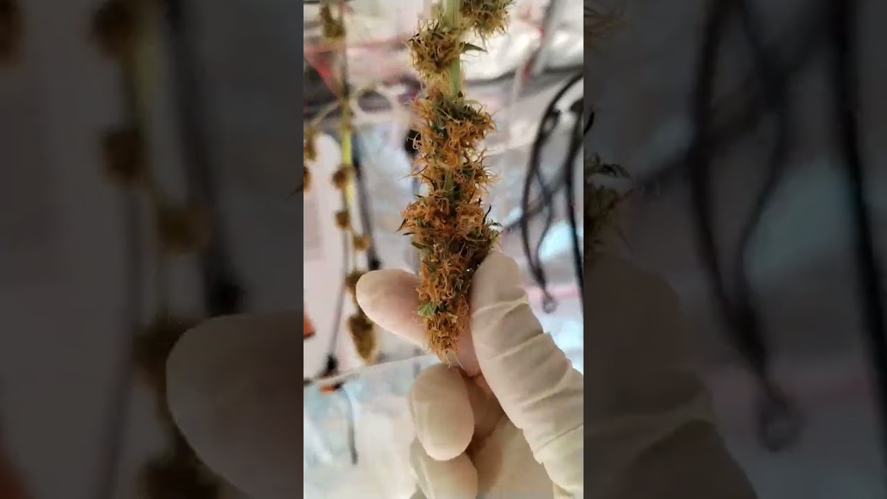 Como se si estan secos los cogollos de Cannabis o marihuana parte 1 cosecha
