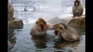 Meditative Snow Monkeys: A Peaceful Spa Day in the Japanese Alps 🐒❄️✨