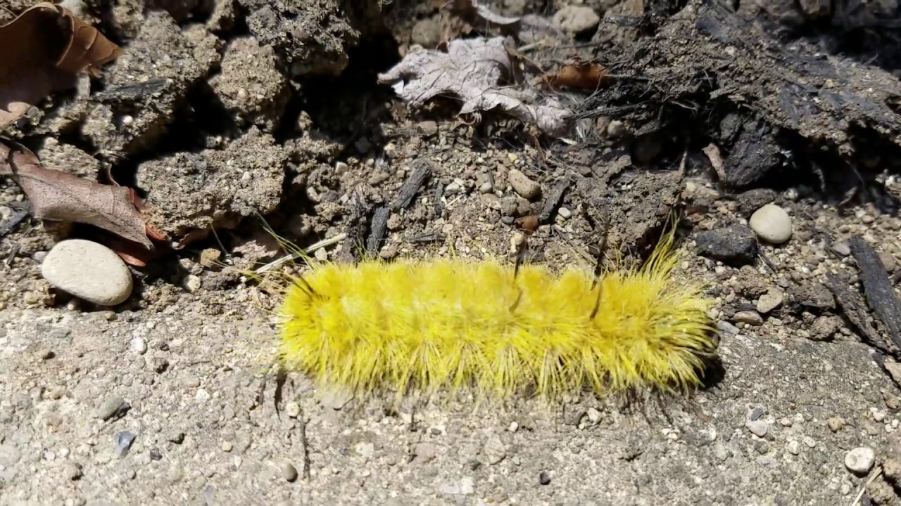 Furry Looking Caterpillar YouTube