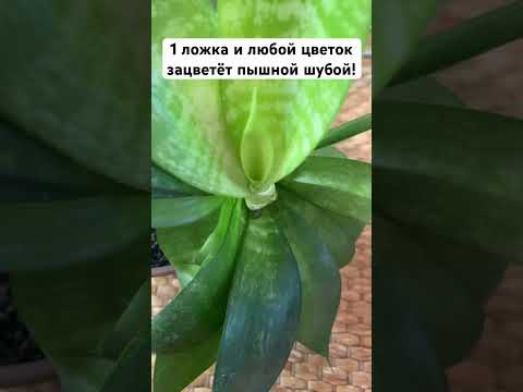 1 ложка и