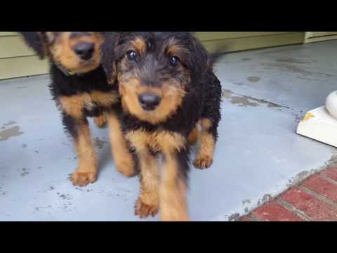 airedale-terrier-puppies-sale-video---s-&-s-family-airedales---early-morning-with-airedales