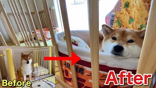 【柴犬】5歳になった我が子に新しいケージをプレゼントしました!