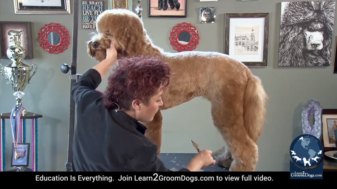 Free Preview: Techniques to Make Thick Coated Doodle Grooming Easier & Satisfying